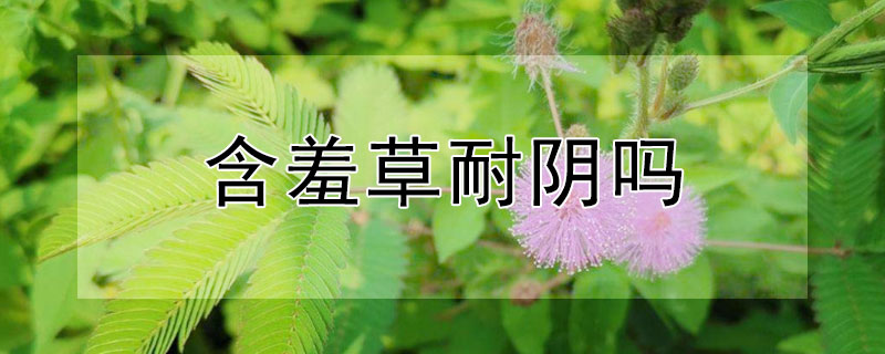 含羞草耐阴吗