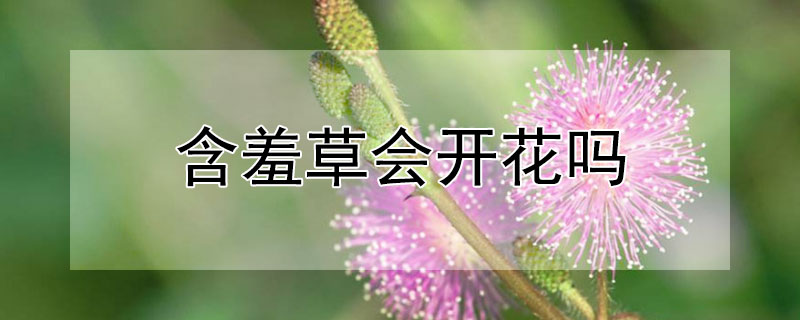 含羞草会开花吗