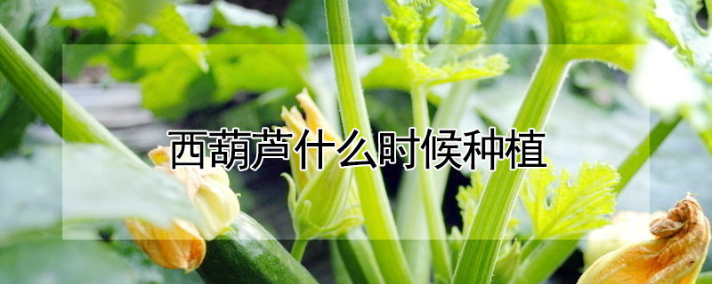 西葫芦什么时候种植