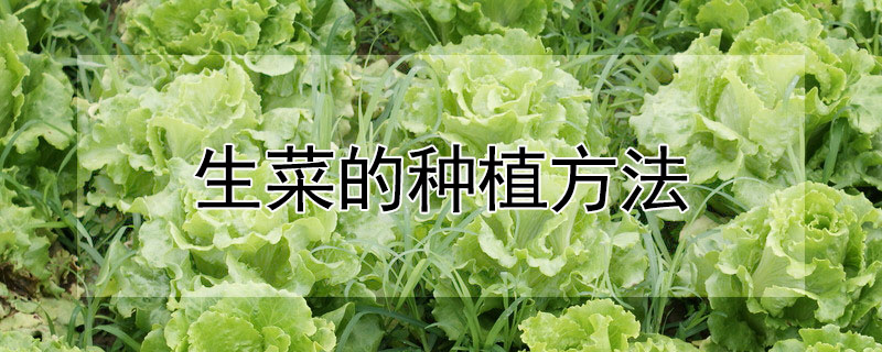 生菜的种植方法