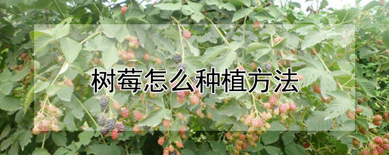 树莓怎么种植方法