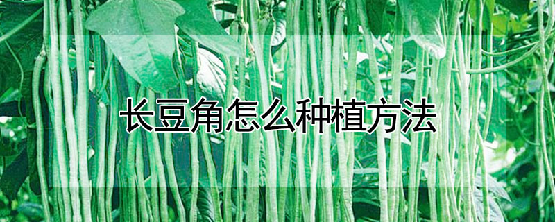 长豆角怎么种植方法