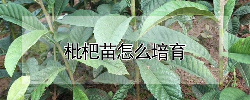 枇杷苗怎么培育