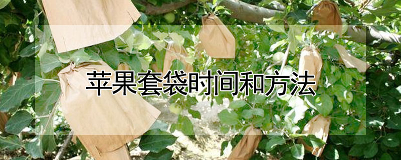 苹果套袋时间和方法