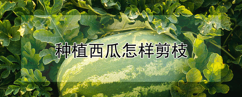 种植西瓜怎样剪枝