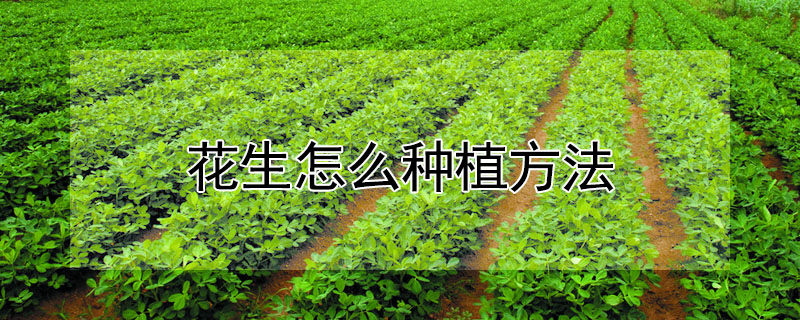 花生怎么种植方法