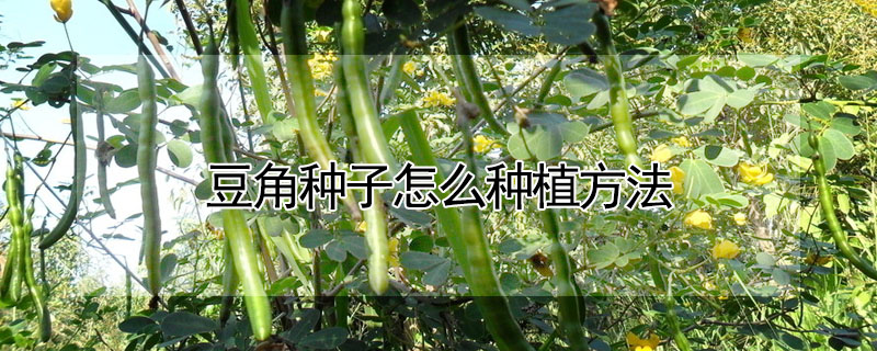 豆角种子怎么种植方法