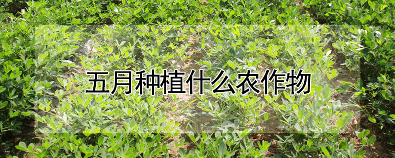 五月种植什么农作物