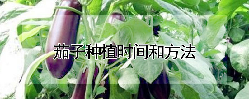 茄子种植时间和方法