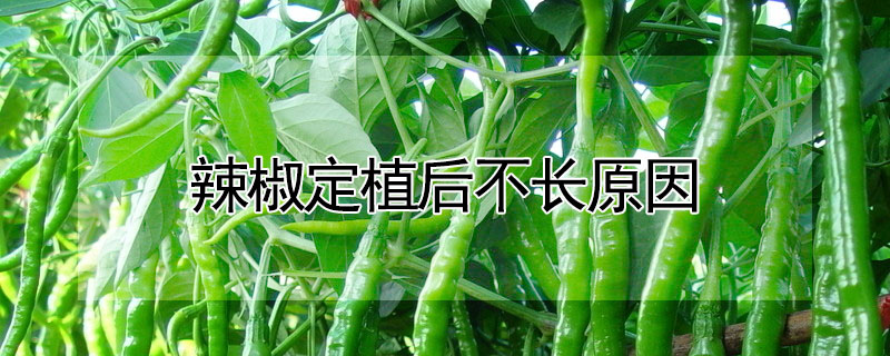 辣椒定植后不长原因