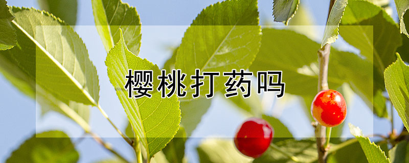 樱桃打药吗