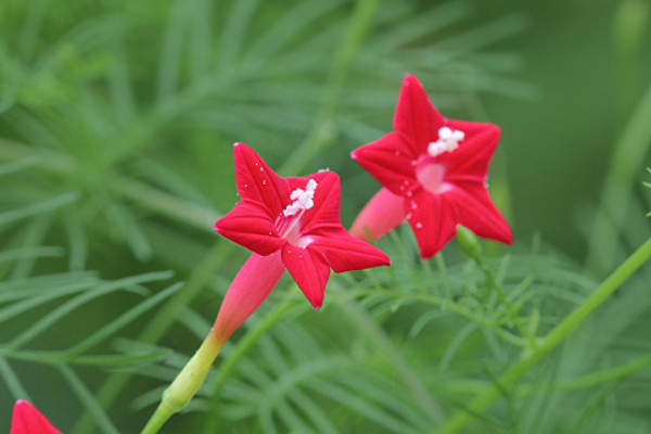 星辰花的样子图片