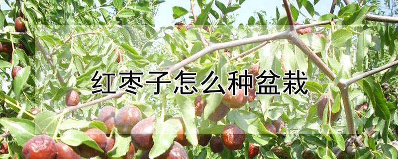 红枣子怎么种盆栽