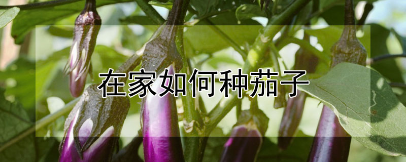 在家如何种茄子