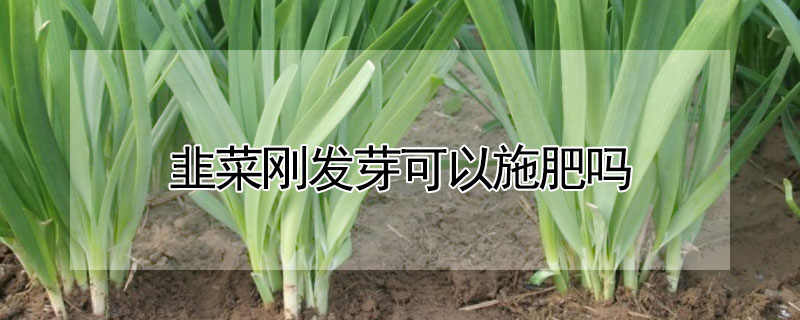 韭菜刚发芽可以施肥吗