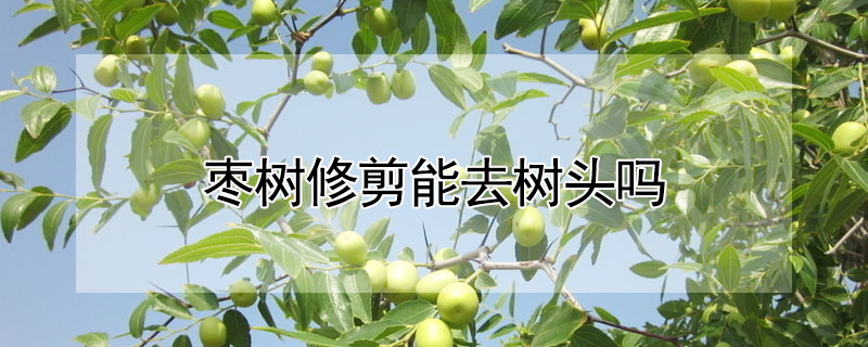 枣树修剪能去树头吗 —【发财农业网】