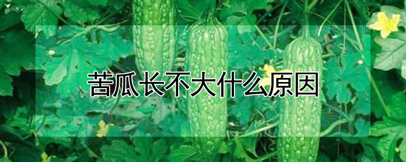 苦瓜长不大什么原因