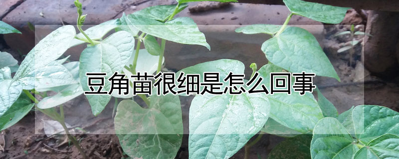 豆角苗很细是怎么回事