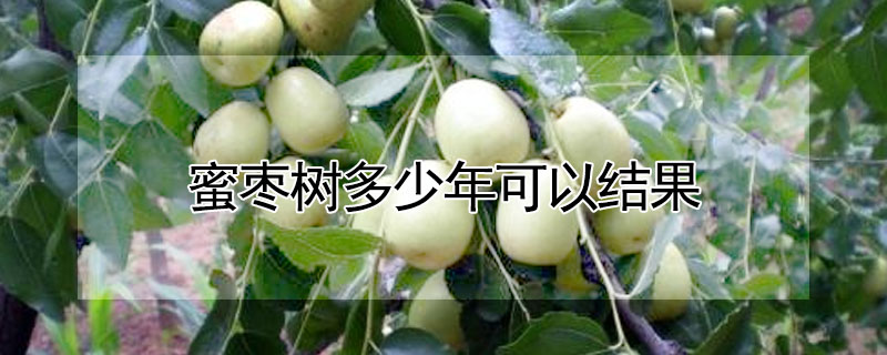 蜜枣树多少年可以结果