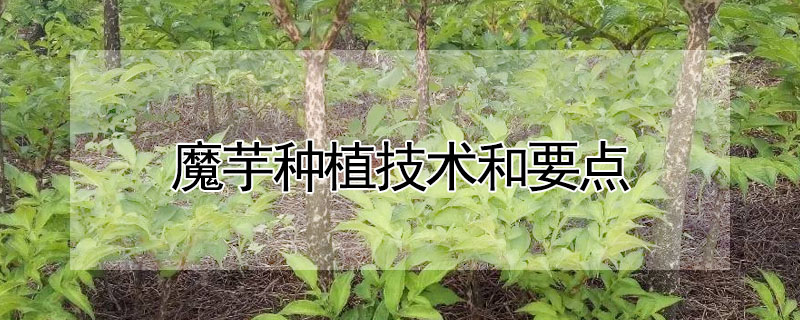 魔芋种植技术和要点