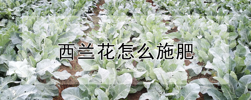 西兰花怎么施肥