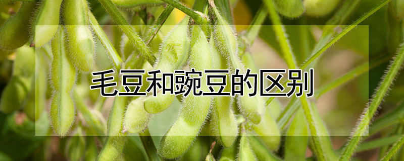 毛豆和豌豆的区别