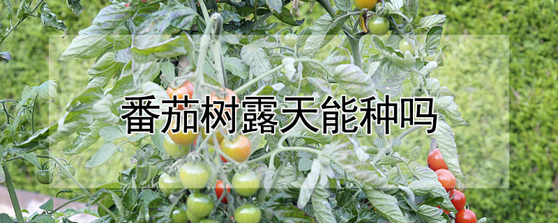 番茄树露天能种吗 —【发财农业网】