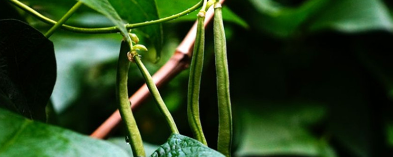 露地豆角种植时间和方法