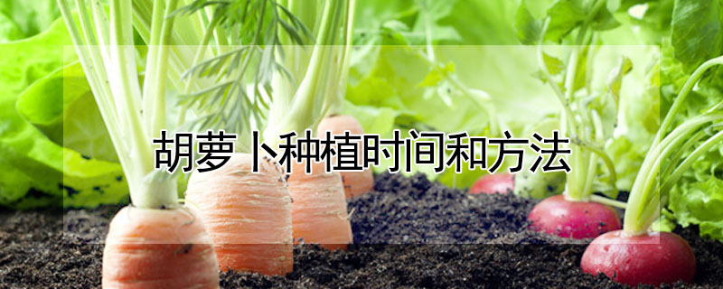 胡萝卜种植时间和方法