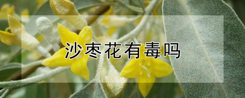 沙枣花有毒吗 发财农业网