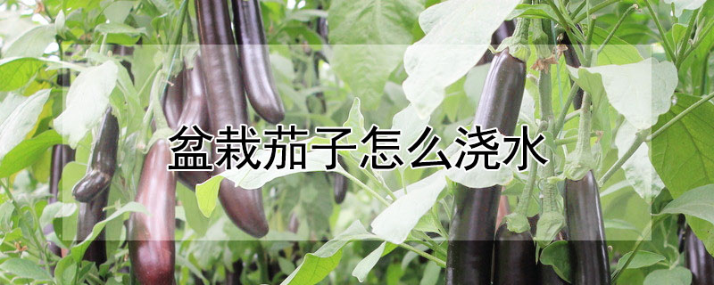 盆栽茄子怎么浇水