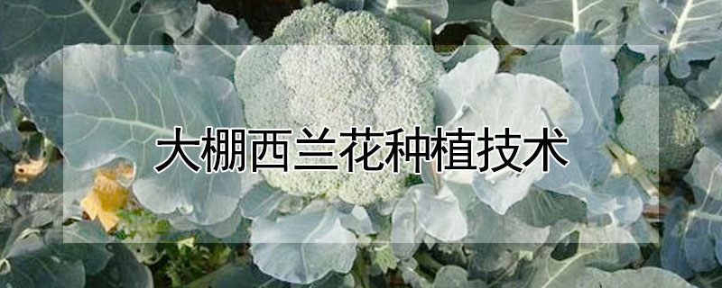 大棚西兰花种植技术