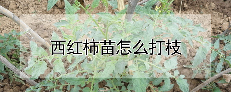 西红柿苗怎么打枝