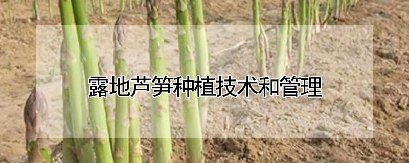 露地芦笋种植技术和管理