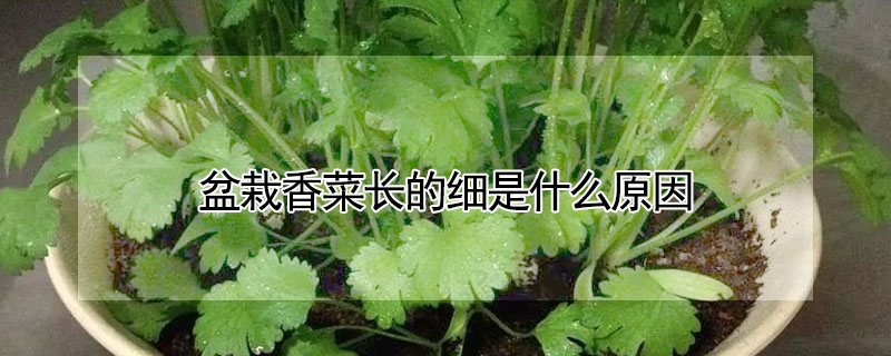 盆栽香菜长的细是什么原因