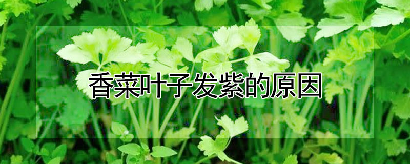 香菜叶子发紫的原因 —【发财农业网】