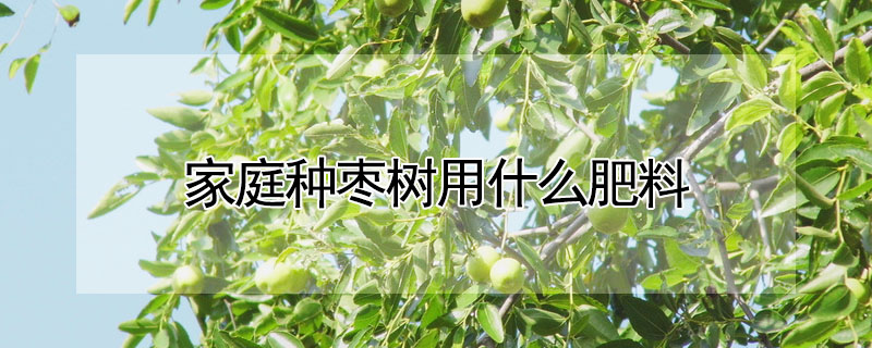 家庭种枣树用什么肥料