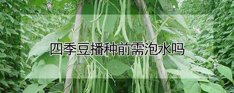 四季豆播种前需泡水吗