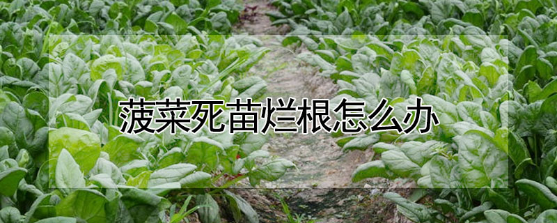 菠菜死苗烂根怎么办