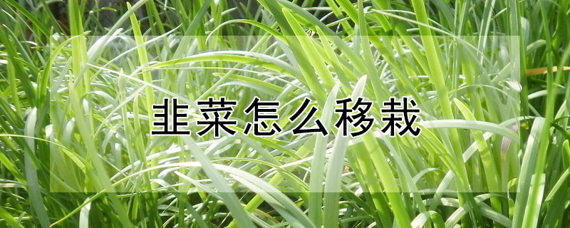 韭菜怎么移栽