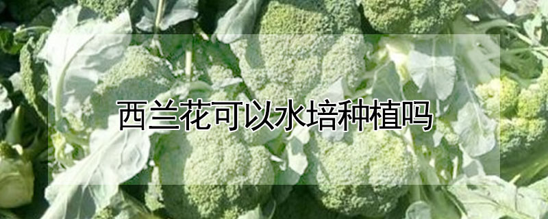 西兰花可以水培种植吗