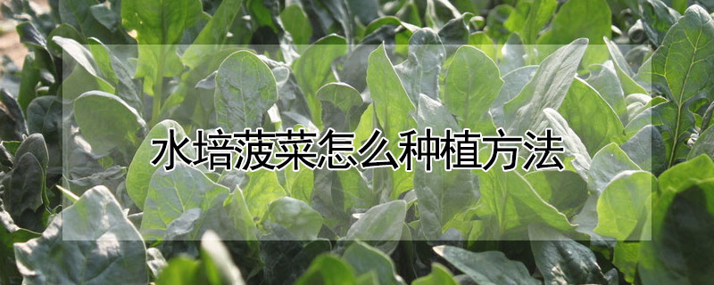 水培菠菜怎么种植方法