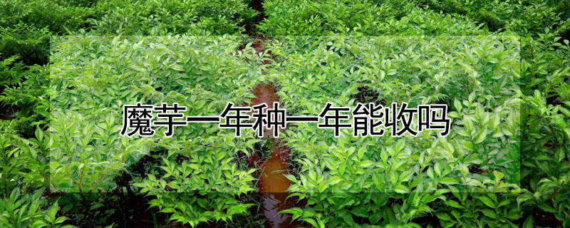 魔芋一年种一年能收吗