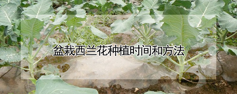 盆栽西兰花种植时间和方法