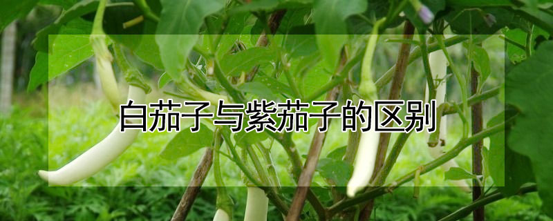 白茄子与紫茄子的区别