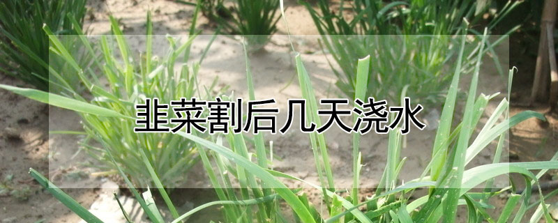 韭菜割后几天浇水