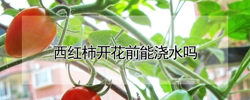 西红柿开花前能浇水吗