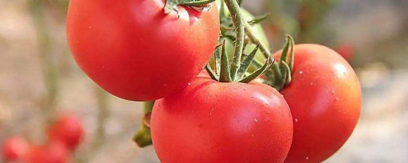西红柿怎么掐尖打叉