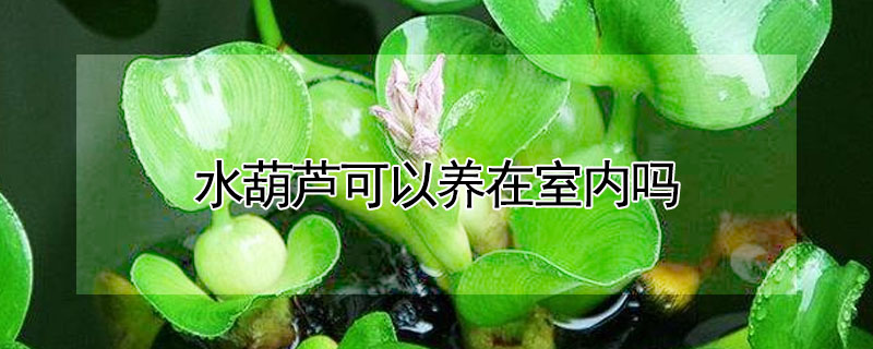 水葫芦可以养在室内吗