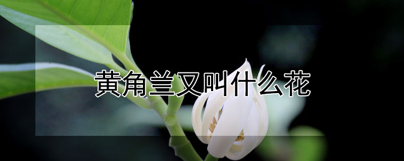 黄角兰又叫什么花